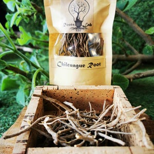 Rohe Chilcuague Wurzel - Azteken Goldene Wurzel, Mexikanische Botanische