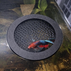 Floating Betta Dome | Aquarium Hideout & Feeding Ring