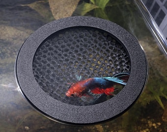 Floating Betta Dome | Aquarium Hideout & Feeding Ring
