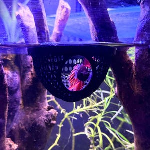 Floating Betta Dome Hide | Doubles As Feeding Ring