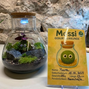 Mossi Moss-Pet - Uw levende mos - Huisdier met hart Handgemaakt door Izso Natur Art | Beschermd handelsmerk