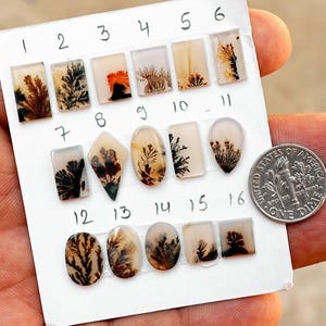 May include: Sixteen small, polished dendritic agate cabochons arranged on a white card, numbered 1 through 16. Each stone features unique, tree-like black or orange inclusions. A silver-colored US dime is placed next to the stones for scale.