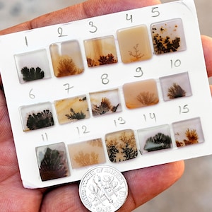 Può includere: Una scheda espositiva bianca contenente quindici piccoli cabochon di agata dendritica quadrati e lucidati, numerati da uno a quindici. Le pietre presentano sfondi traslucidi, lattiginosi e marrone chiaro con inclusioni scure a forma di felce. Una moneta da dieci centesimi americana è posizionata sotto la scheda per fornire una scala.