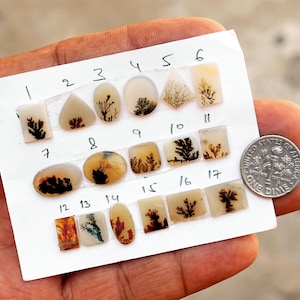 May include: Seventeen polished dendritic agate cabochons arranged on a white card, each numbered one through seventeen. The stones feature translucent off-white backgrounds with dark, tree-like inclusions. A US dime is shown for scale.