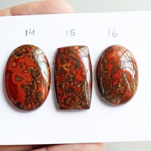 May include: Three polished cabochon gemstones arranged on a white card labeled 14, 15, and 16. The stones feature intricate patterns of deep red, brown, and cream colors with a smooth, glossy finish. Two are oval-shaped and one is rectangular.