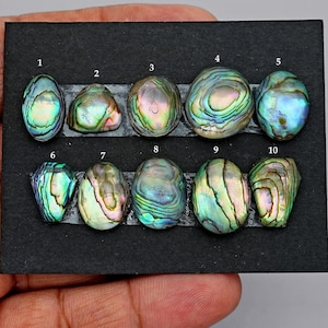 May include: Ten polished abalone shell cabochons arranged in two rows on a black display card. Each piece displays iridescent swirls of green, blue, and pink. The items are numbered one through ten in white text above each individual stone.
