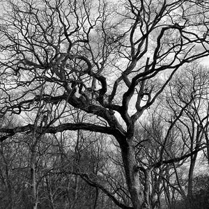 Tree wall art black and white monochrome