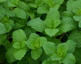 Mojito Mint Live Plant | Cuban Mint for Cocktails, Organic Starter Herb