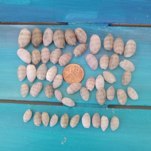 May include: A collection of small, oval-shaped seashells in shades of beige and gray, arranged on a bright blue surface. A U.S. penny is included for size comparison. The shells vary in color and texture, creating a natural, organic aesthetic.