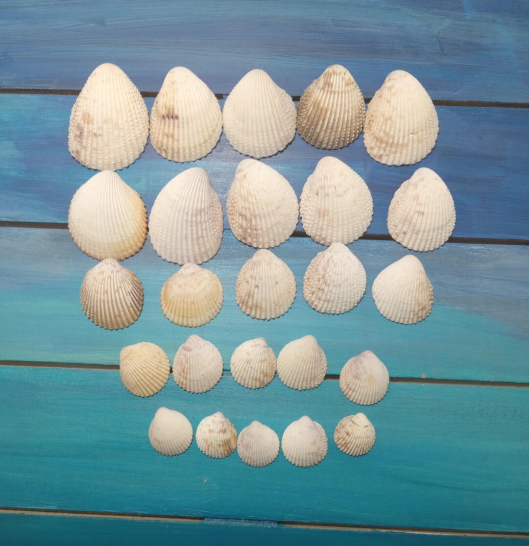 25 Florida Prickly Cockle Shells Seashells (.75" - 1.75") - Etsy