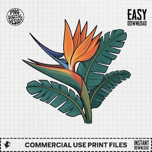 Bird of Paradise Clipart, Tropical Flower Clipart, Summer Floral Clipart, Beach Decor, Floral Sublimation, Bird of Paradise PNG