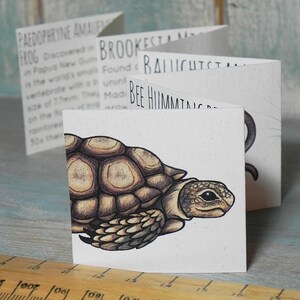 May include: A close-up of a small, brown turtle with a detailed illustration of its shell and head. The turtle is on a white card with black text that reads "BROOKESTAM" and "BEE HIIMMTAY".