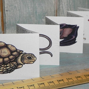 May include: A set of five cards with illustrations of different animals. The cards are white with black outlines and feature a turtle, a bat, a worm, a seahorse, and a text that says "BEE HUMARTIC".