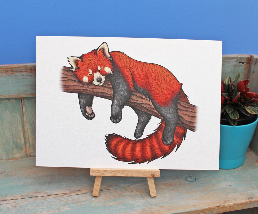 Red Panda Illustration A4 Print - Etsy