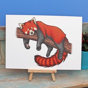 May include: A red panda sleeping on a branch. The panda is curled up with its tail wrapped around its body. The panda is drawn in a realistic style with detailed fur and markings.