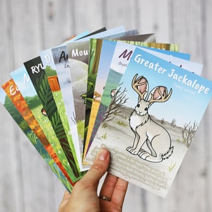 Jackalopia Postcard Pack of 11