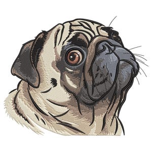 May include: A close-up of a pug's face. The dog has brown fur, black eyes, and a black nose. The dog is looking to the right.