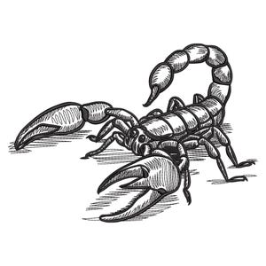 以下が含まれることがあります： 尻尾を背中に巻き付けたサソリの白黒線画。サソリは詳細で写実的なスタイルで描かれている。