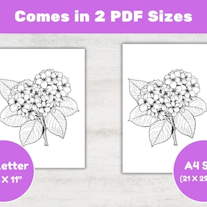 K&ouml;nnte beinhalten: Zwei schwarz-wei&szlig;e Hortensienblumenzeichnungen auf wei&szlig;em Papier. Das Bild enth&auml;lt den Text "Comes in 2 PDF Sizes", "US Letter 8.5 X 11"" und "A4 Size (21 X 29.7 cm)" in lila Kreisen.
