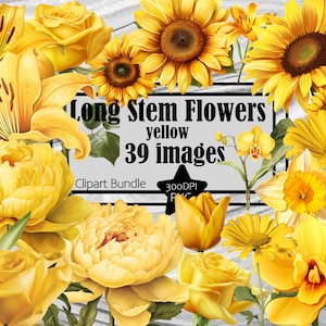 Rosa Amarela PNG Girassol Amarelo Clipart Flor Amarela PNG Pacote Transparente Comercial Digital Download Sublimação Casamento Amarelo Clipart