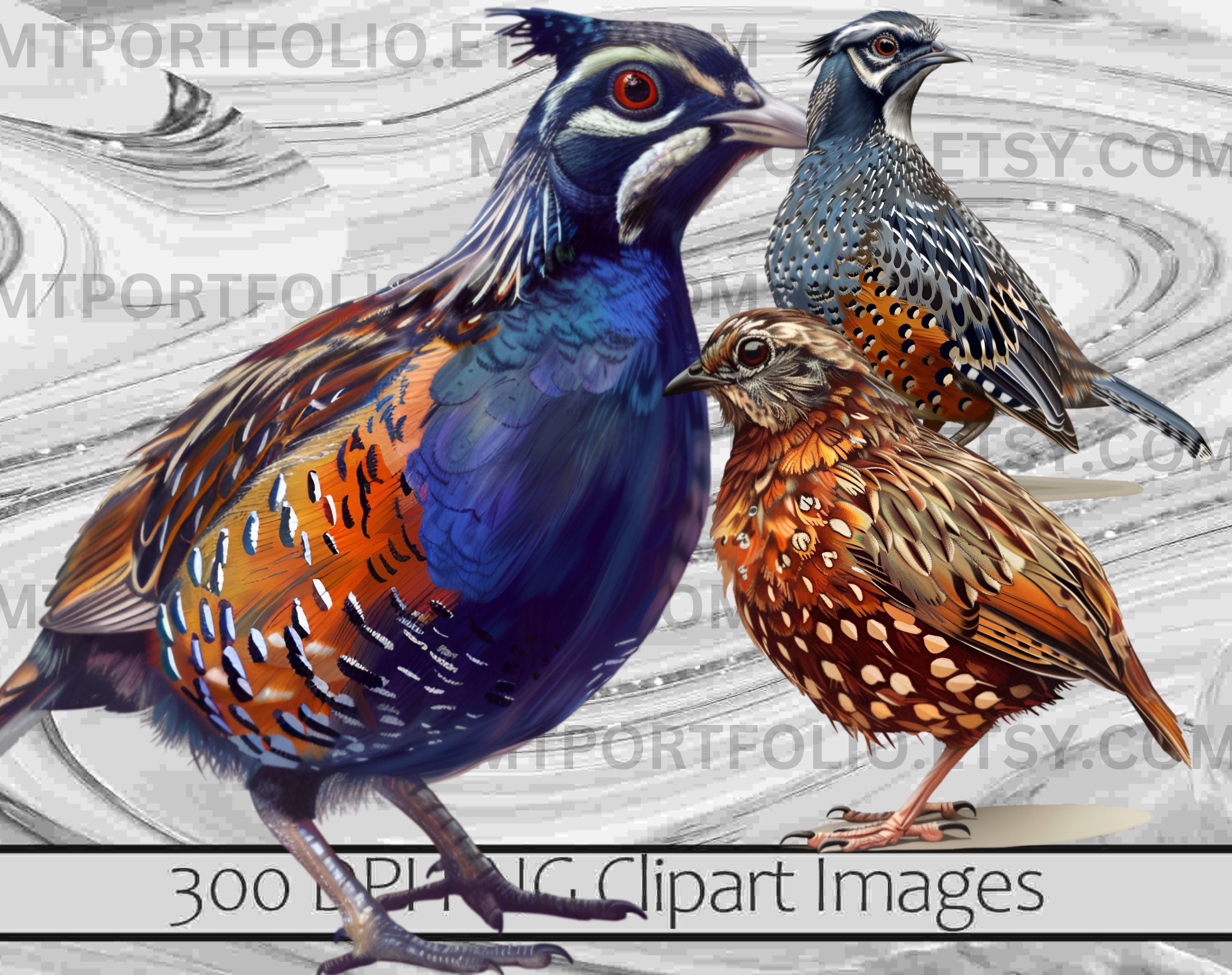 Quail Digital Rts Quail Clipart Button Quail Clip Art Mountain Quail Bundle PNG Graphics ...