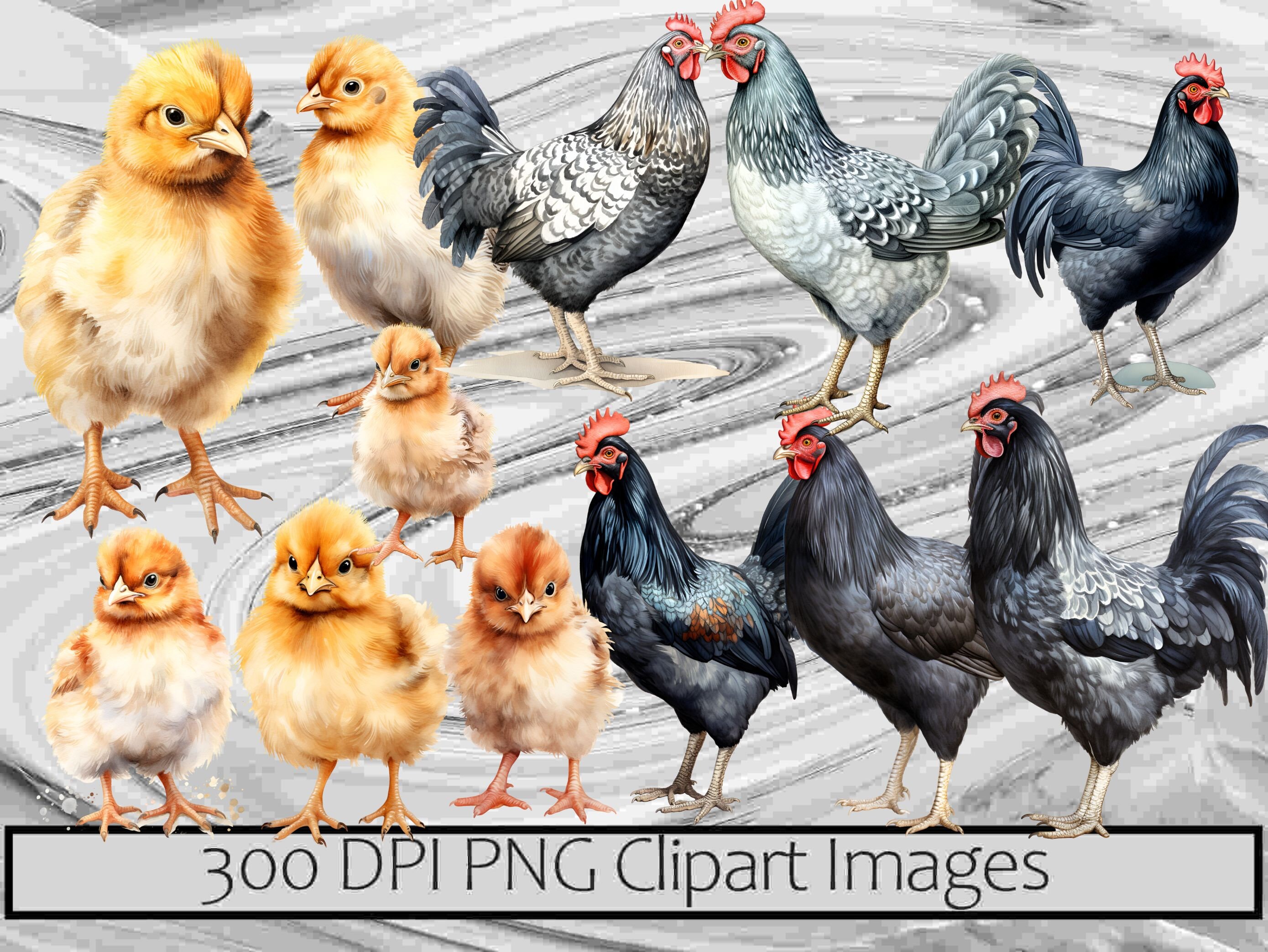 Watercolor Chicken Clipart Homestead Farm PNG Graphics Baby Chicks PNG ...