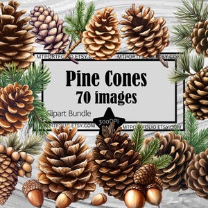 Clipart di pigne Clip art di pigne Aghi di pino Bundle PNG Grafica autunnale Trasparente Commerciale Download digitale Sublimazione Arte murale