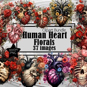 May include: A digital clipart bundle of 37 images featuring human hearts with floral arrangements. The hearts are depicted in various colors, including red, pink, and black, and are surrounded by flowers, leaves, and vines. The text "Human Heart Florals" and "37 images" is displayed on a gray background.