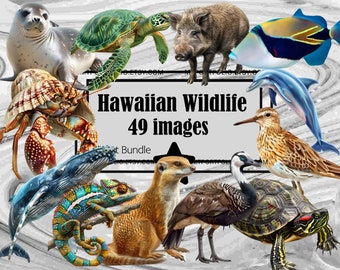 Hawaii Wildlife Clipart Whale Clipart PNG Bundle Wild Boar Mongoose Clipart Graphic Art Transparent Commercial Digital Sublimation Journal