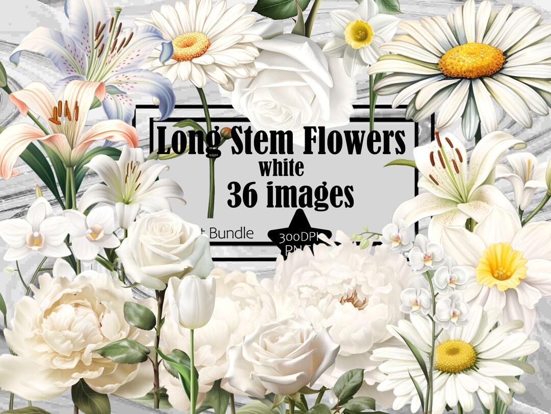 White Rose PNG Long Stem Rose Clipart White Flower PNG Bundle