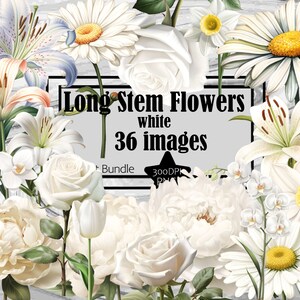 Rosa Branca PNG Haste Longa Rosa Clipart Flor Branca PNG Pacote Transparente Comercial Digital Download Sublimação Casamento Branco Clipart