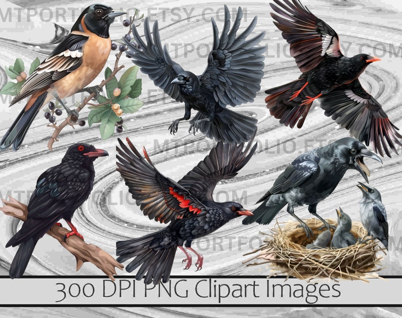 Corvid Clipart PNG Raven Clipart Bundle Crow Bird PNG Graphics ...