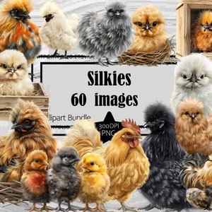 Silkie Huhn Clipart Flauschige Küken Clip Art Hühner Bundle PNG Grafiken Transparent kommerziellen digitaler Download Sublimation Wandkunst
