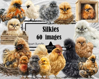 Silkie Chicken Clipart Fluffy Chicks Clip Art Chickens Bundle PNG Graphics Transparent Commercial Digital Download Sublimation Wall Art