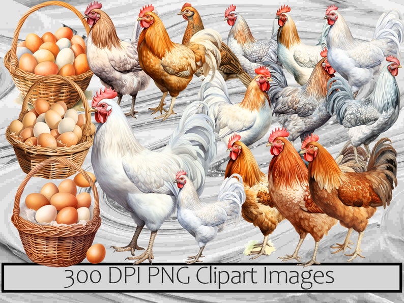 Watercolor Chicken Clipart Homestead Farm PNG Graphics Baby Chicks PNG ...