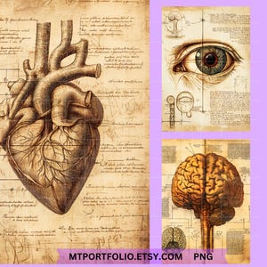 Peut inclure: Illustrations anatomiques vintage du c&oelig;ur, de l'&oelig;il et du cerveau humains. Les images sont dessin&eacute;es en s&eacute;pia sur un fond de parchemin avec des notes manuscrites et des diagrammes.