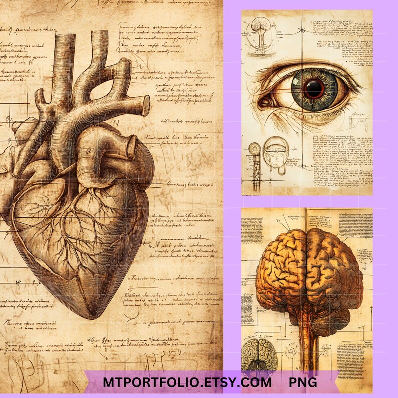 Peut inclure: Illustrations anatomiques vintage du c&oelig;ur, de l'&oelig;il et du cerveau humains. Les images sont dessin&eacute;es en s&eacute;pia sur un fond de parchemin avec des notes manuscrites et des diagrammes.