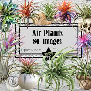 Imágenes prediseñadas de plantas colgantes, imágenes PNG, gráficos de escritorio, plantas, transparentes, comerciales, descargas digitales, sublimación, revistas basura.