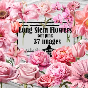 Rosa Rosa PNG Haste Longa Rosa Clipart Flor Rosa PNG Pacote Gráfico Transparente Comercial Digital Download Sublimação Rosa Casamento Clipart