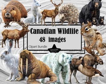 Canadian Wildlife Clipart Moose Clipart PNG Bundle White Hare Graphic Transparent Commercial Digital Sublimation Junk Journal Black Bear