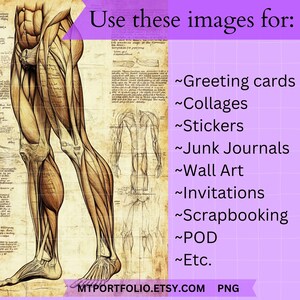 Peut inclure: Illustration anatomique vintage d'une jambe et d'un torse humains, avec des structures musculaires d&eacute;taill&eacute;es. L'image est en s&eacute;pia et a un fond textur&eacute;. Le texte "Use these images for:" est &eacute;crit en violet en haut de l'image, suivi d'une liste d'utilisations pour l'image, notamment des cartes de v&oelig;ux, des collages, des autocollants, des journaux de rebut, des &oelig;uvres d'art murales, des invitations, du scrapbooking, du POD, etc. Le texte "MTPORTFOLIO.ETSY.COM PNG" est &eacute;crit en bas de l'image.