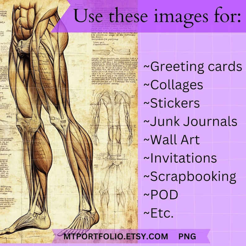 Peut inclure: Illustration anatomique vintage d'une jambe et d'un torse humains, avec des structures musculaires d&eacute;taill&eacute;es. L'image est en s&eacute;pia et a un fond textur&eacute;. Le texte "Use these images for:" est &eacute;crit en violet en haut de l'image, suivi d'une liste d'utilisations pour l'image, notamment des cartes de v&oelig;ux, des collages, des autocollants, des journaux de rebut, des &oelig;uvres d'art murales, des invitations, du scrapbooking, du POD, etc. Le texte "MTPORTFOLIO.ETSY.COM PNG" est &eacute;crit en bas de l'image.