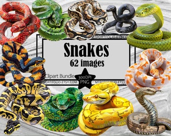 Snake Clipart Rattlesnake PNG Bundle Boa Graphics Transparent Commercial Digital Download Sublimation Journal Anaconda Burmese Python PNG