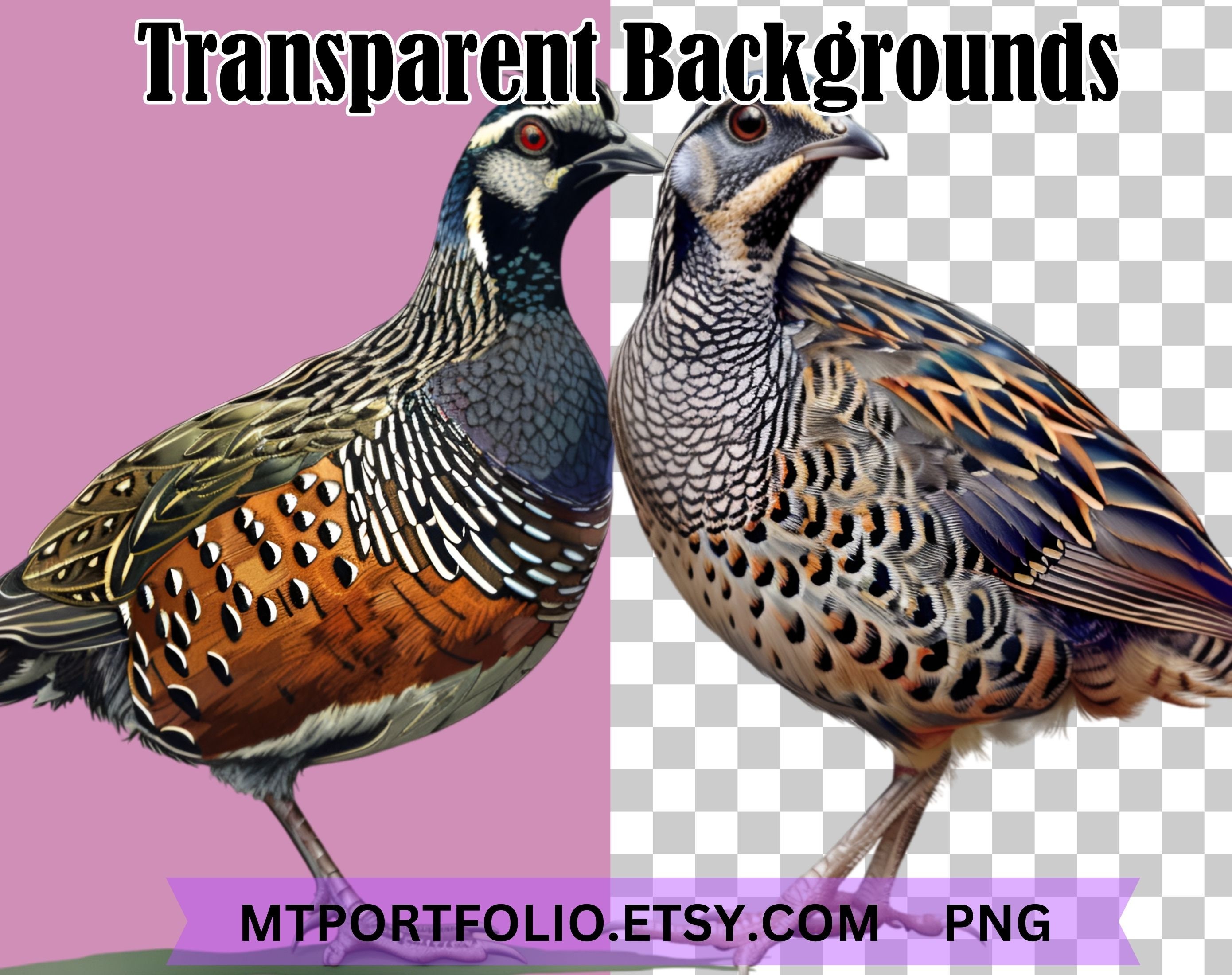 Quail Digital Rts Quail Clipart Button Quail Clip Art Mountain Quail Bundle PNG Graphics ...