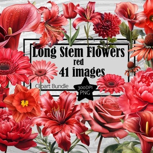 Rosa vermelha PNG Rosa de haste longa Clipart Flor vermelha PNG Pacote Gráficos Transparentes Comercial Digital Download Sublimação Casamento vermelho Clipart