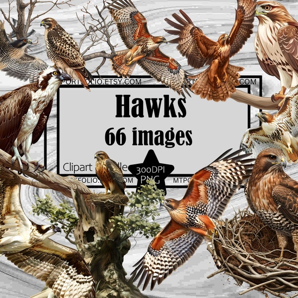 Hawk Clipart Roofvogels PNG Bundel PNG Graphics Transparant Commercieel Gebruik Digitale Download Sublimatie Journal Red Tailed Hawk PNG