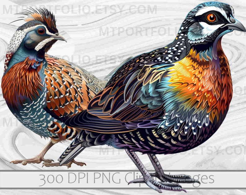 Quail Digital Rts Quail Clipart Button Quail Clip Art Mountain Quail Bundle PNG Graphics ...