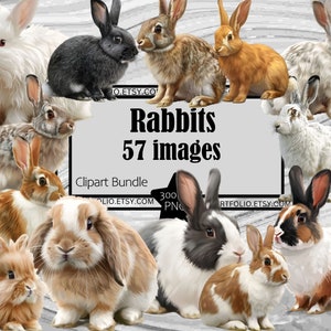 Kaninchen Clipart PNG Kaninchen Clipart PNG Babyhäschen Grafiken Wildkaninchen PNG Kommerzielle Lizenz Digitale Sublimation Junk Journal Ostern Sublimation