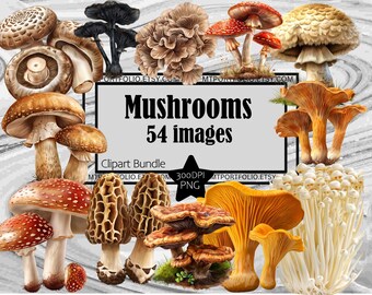 Dzikie Grzyby Clipart Grzyby PNG Cyfrowe Pobieranie Morel Mushroom PNG Clipart Bundle Shiitake Clipart Bundle Enoki Portobello Mushroom PNG