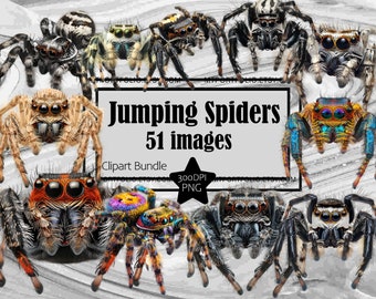 Jumping Spider Clipart Salticidae Spoods PNG Spider Bundle PNG Graphics Transparent Commercial Digital Download Sublimation Journal Arachnid